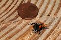 Eresus_sandaliatus_D3040_Z_84_NP De Hoge Veluwe_Nederland